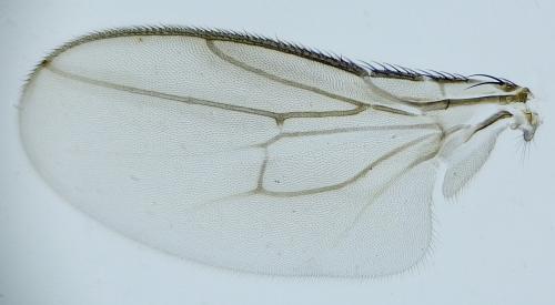 Réf. 275 145 : Pullimosina heteroneura